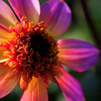 Dahlias