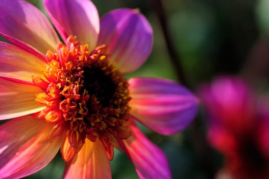 Dahlias