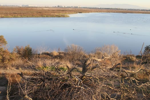 Palo Alto Baylands