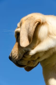 labrador puppy photographed in profile against the sky