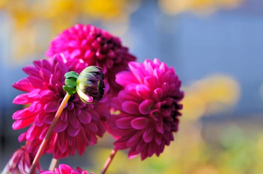 Dahlias