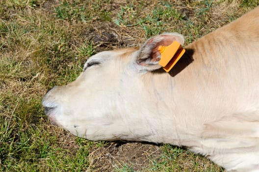 closeup of a calf while sleeping on the grass after grazing