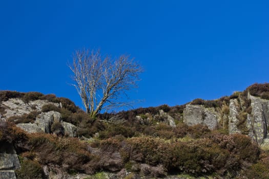 A lone tree up a mountain in Wales