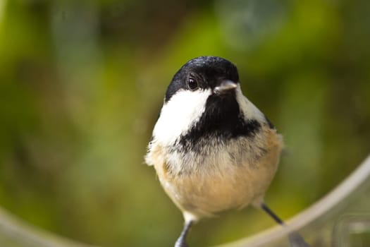A young coal tit (Periparus ater) watching the camera