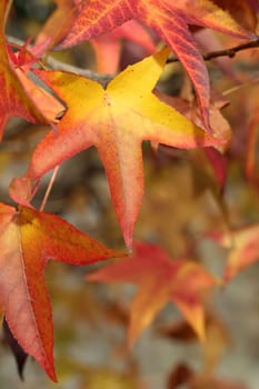 Details of autumn foliage of Liquidambar styraciflua