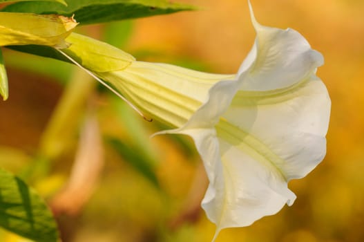 angel's trumpet