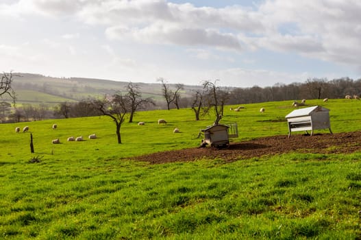 Sheep in a field, British landscape in winter