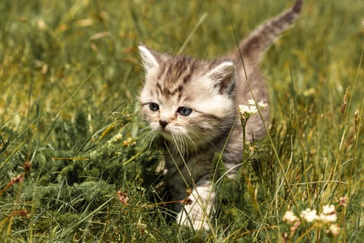 young kittens