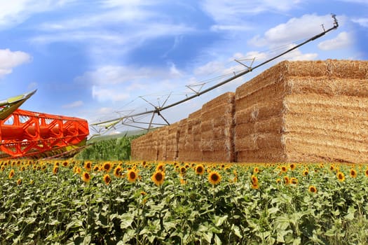 layout for an organic straw bales, combine, sunflowers and corn field
