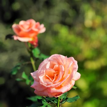 rose without hip without rosehip