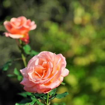 rose without hip without rosehip