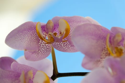 pink and white orchid with blue sky