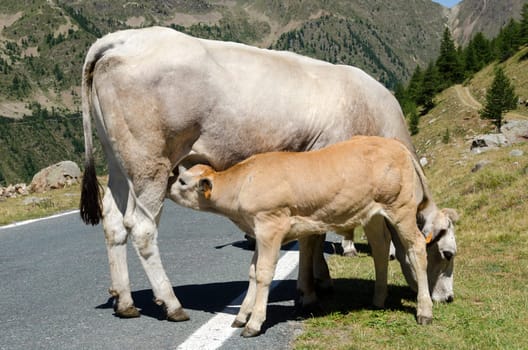 calf while sucks milk from cow udders