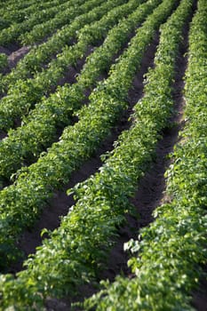Potato field