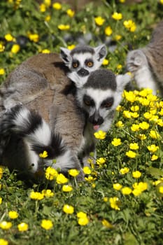 Ring-tailed lemur family with cub