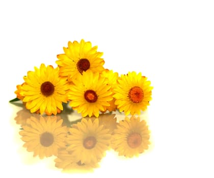 Australian yellow paper daisy flower with reflection Bracteantha bracteata