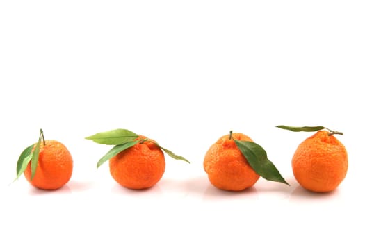 four mandarin front uper view with copy space isolated on white background fruits and agriculture concepts