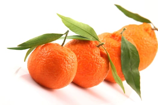 closeup mandarin row with copy space isolated on white background fruits and agriculture concepts