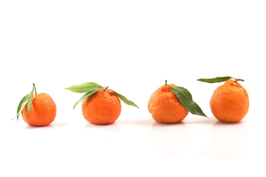 closeup mandarin row with copy space isolated on white background fruits and agriculture concepts