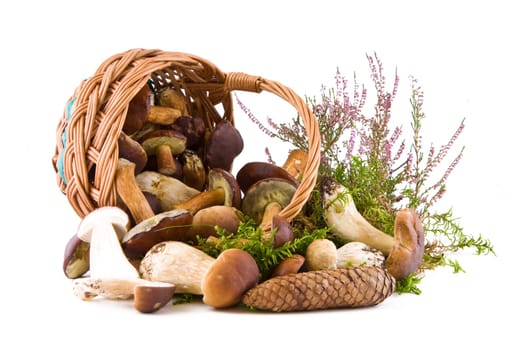 Boletus mushrooms in a wicker basket on green moss isolated on white
