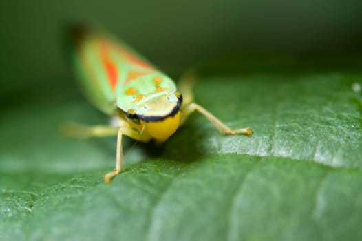 frontal macro view of a rhododendron leafhopper sitting on a leaf and looking into the camera