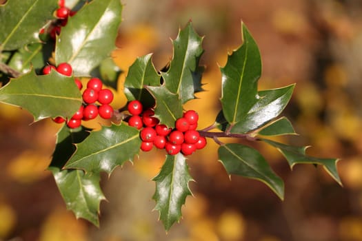 Details of a branch of Ilex aquifolium with red fruits