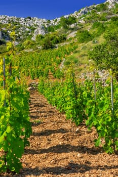 Vineyards, southern coast of Hvar island, west of Sveta Nedjelja, Croatia