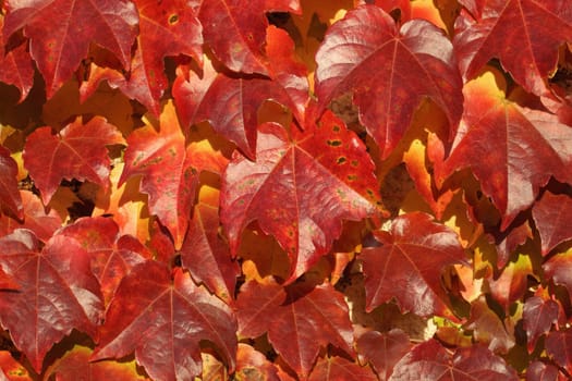 Details of a wall covered by red foliage of boston ivy during autumn