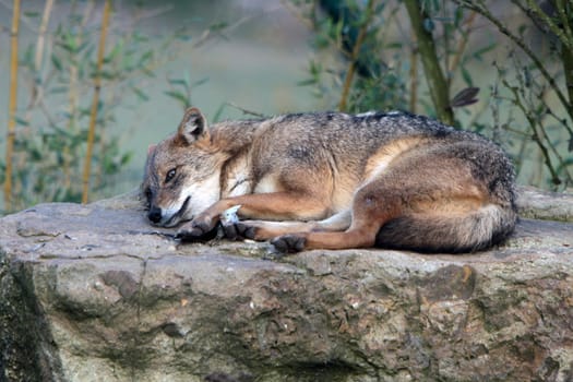 Golden jackal