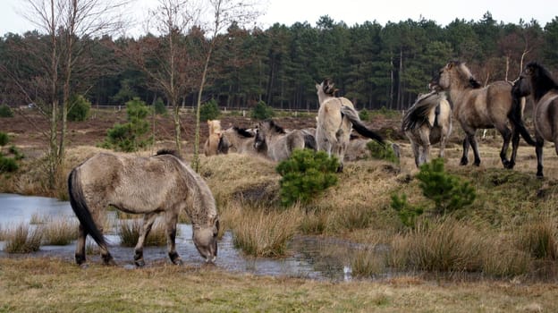 Konik herd in the coastal heath,Cuxhaven