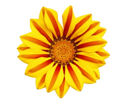 Flower of gazania, closeup, isolated on white
