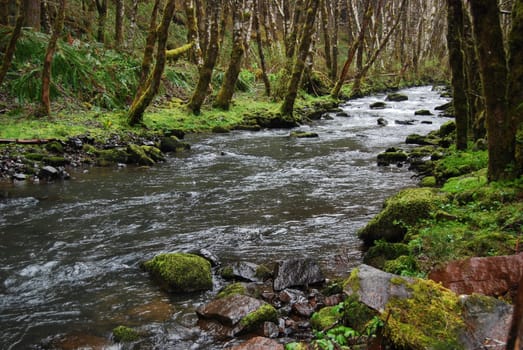 Stream running over rocks through a forest surrounded by moss and trees.