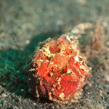 Macro shot of a tropical fish frogfish underwater