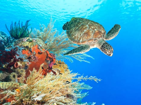 Turtle swimming underwater among the coral reef