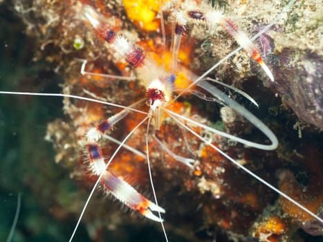 Macro shot of a banded cleaner shrimp underwater