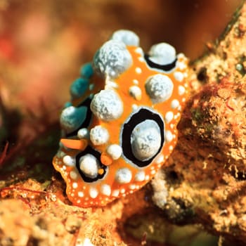 Macro shot of a Phyllidia ocellata nudibranch underwater