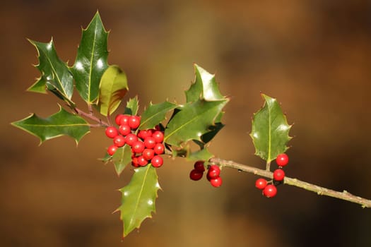 Details of a branch of Ilex aquifolium with a red fruits
