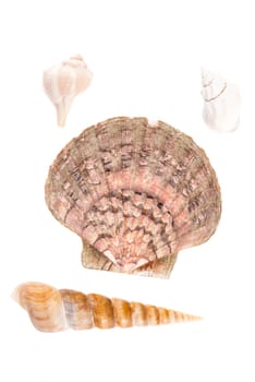 Seashells against white background