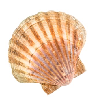 Seashell in front of white background