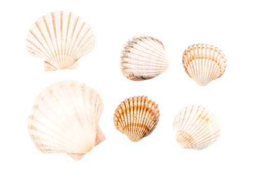 Seashells against white background