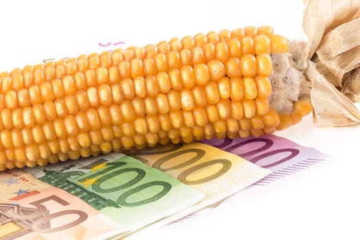 Corn on the cob with banknotes against white background