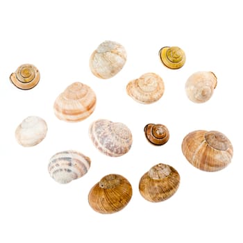 Snail shells against white background