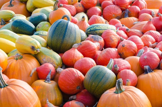 Colorful pumpkins in a field