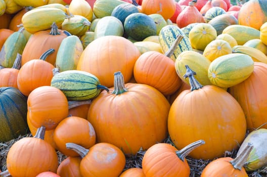 Colorful pumpkins in a field