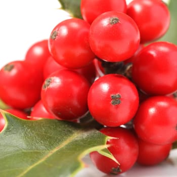 Details of a branch of Ilex aquifolium with red fruits isolated on white.