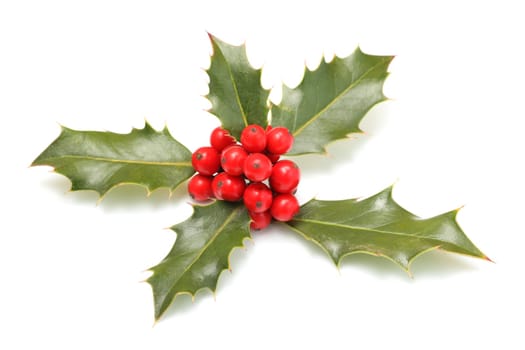 Details of a branch of Ilex aquifolium with red fruits isolated on white.