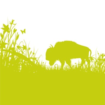 Blades of grass buffalo in the grass desert