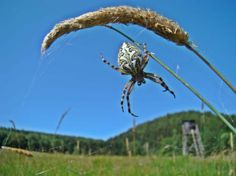 Oakleaf Wheel Spider (Aculepeira ceropegia)