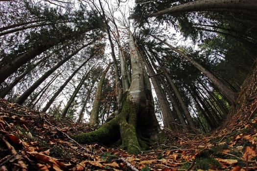 The Enchanted Forest