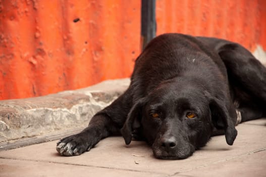 Lazy black dog laying on sidewalk and thinking